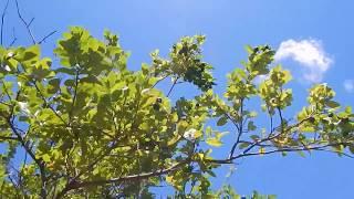 Pruning and Feeding a Lime Tree Organically