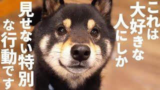 柴犬が一番信頼している最愛の人にだけ見せる行動、これはなかなか見れないです。【黒柴犬】【shiba inu】【豆柴】