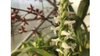 Show me Your Orchids