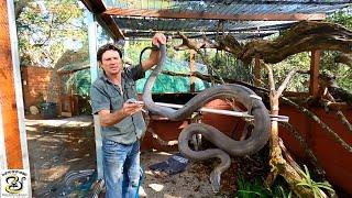 Massive Black Mamba At Lawnwood Snake and Reptile Park