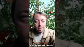 Единственный способ вырастить сладкие томаты!