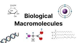 Biological Macromolecules | Biology101