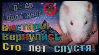 Крысы - вшивые альбиносы. Вистары возвращаются, а Росс? (Fancy Rats | Декоративные Крысы)