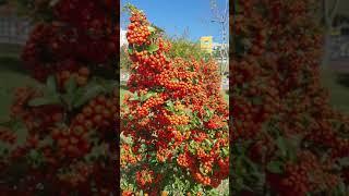 FIRETHORN