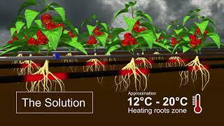 Roots’s zone climate optimization