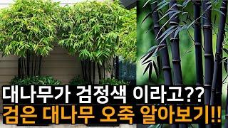 검은대나무 오죽 알아보기! 키우기 쉬운 조경수로 추천!