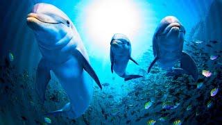 Underwater Relaxation Music. Relax with Dolphins and Whales Songs