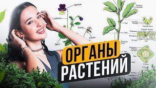 ЗАПОМНИ органы растений РАЗ И НАВСЕГДА! / ОРГАНЫ РАСТЕНИЙ для ОГЭ по биологии за 20 минут!