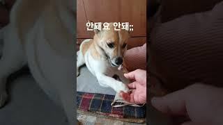 #뼈 지키려 몸살난 댕댕이 #뼈는 절대 안돼요 #절세미견