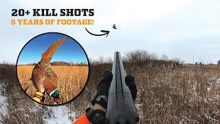 5 YEARS of Wild Pheasant Hunting Action! (20+ Kill Shots, Misses, Good Dogs)