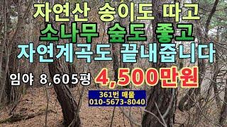 (361번 매물)임야 8,605평에 4,500만원.평당5,230원.자연산 송이버섯 채취.자연계곡도 끝내줍니다.소나무 숲이 멋지고 2차선 도로 접한 임야.해발 300~400m위치