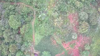 JAMES HILL CLARENDON JAMAICA  AFTER HURRICANE BERYL