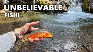 These Are the Most Beautiful Fish I've Ever Caught (Tenkara Fly Fishing)