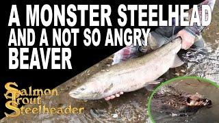 A MONSTER STEELHEAD AND A NOT SO ANGRY BEAVER