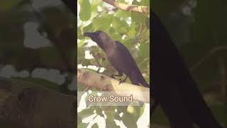 Crow Sound #shorts