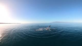 Whale Watching Part 1