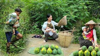 Harvesting papaya to sell. A drunk man kidnapped my child | Tin's daily life