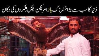 Golden Eagle American Eagle Falcon Baz Shikrey in Saddar Birds Market Karachi World Biggest Eagle 