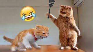 Funniest Animals  Funny Cats and Dogs 2023 