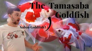 The Tamasaba Goldfish | The Ryukin hybrid | MASSIVE fancy goldfish