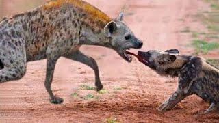 The Best Of Animal Attack 2022 -Most Amazing Moments Of Wild Animal Fight! Wild Discovery Animal p12