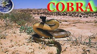 Top 10 most dangerous snakes responsible for the most fatal snake bites in the world!
