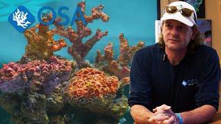 Super Realistic Artificial Coral - PERFECT for Fish Only Aquariums!
