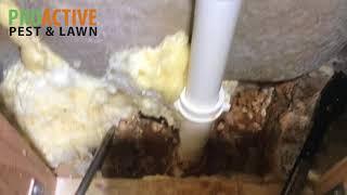 Termites coming from a bathtub drain