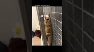 【社恐喵】剛領養的貓貓很害羞 但有點過頭XD｜貓｜可愛