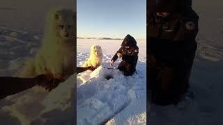 #How to catch #pike in #winter #fishing #samoyed