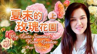 2024 夏末的玫瑰花園(上) 天狼和日本玫瑰品種。My Late Summer Rose Garden, all about Chinese & Japanese Roses