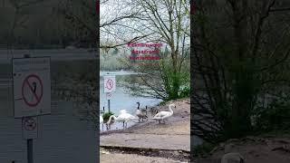 Rickmansworth Aquadrome in Hertfordshire England #shorts#hertfordshire#wildlifephotography