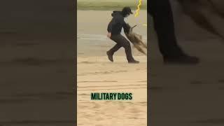 Fearless Military Dogs in Action Incredible Attack Drill | Toxic Zone|