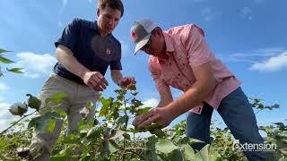 Discover Alabama Extension: Row Crops