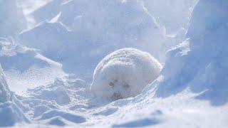 Baby Harp Seal in the snow storm