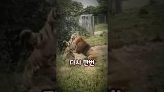 사자 vs 호랑이 맞다이 영상 ㄷㄷ 실제로 싸우면 누가 이길까? #동물