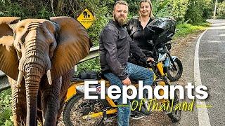 Motorcycle Tour Chiang Mai - Crossing the Line with Elephants?