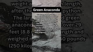 FACTS to KNOW about GREEN ANACONDAS: Nature Unleashed!!! #shorts #facts