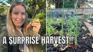 PLANTING LEEKS FOR WINTER / ALLOTMENT GARDENING UK