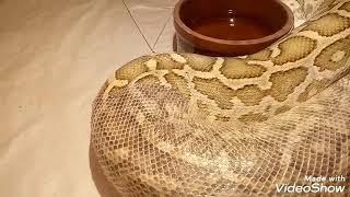 Change a snake's dress with Yousry Cobra