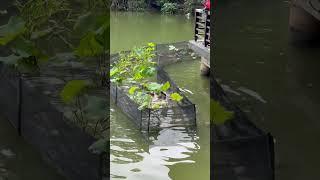 Otters eating fish