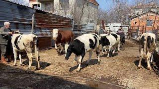 RELEASING HOLSTEIN COWS