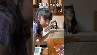 고양이가있는 동화같은 서점이 있다?