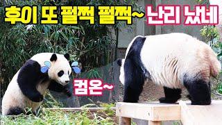 후이 또 펄쩍 펄쩍 난리 났네관람객 함성에 화들짝 놀란 러바오아빠에게 다가가는 아이바오홀로 남은 루이바오에버랜드 판다 월드
