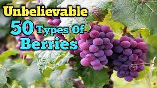 All types of berries in one video | 50 types of berries | Good Food for healthy mood | Berry special