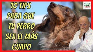 ️ HOW TO CARE FOR MY DOG'S HAIR ️ 10 TIPS TO CARE FOR YOUR DOG'S FUR