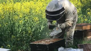 Nika checking the early season bees