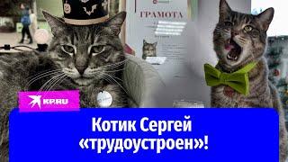 Котика Сергея из Зеленоградска пристроили пиарщиком