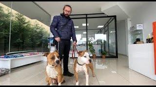 KÖPEĞİM UYUZ OLDU!!!!!    İĞNE CANINI ÇOK YAKTI   AMERİKAN STAFF THOR VE DAİSY'i VETERİNERE GÖTÜRDÜK