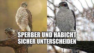 Sperber und Habicht unterscheiden